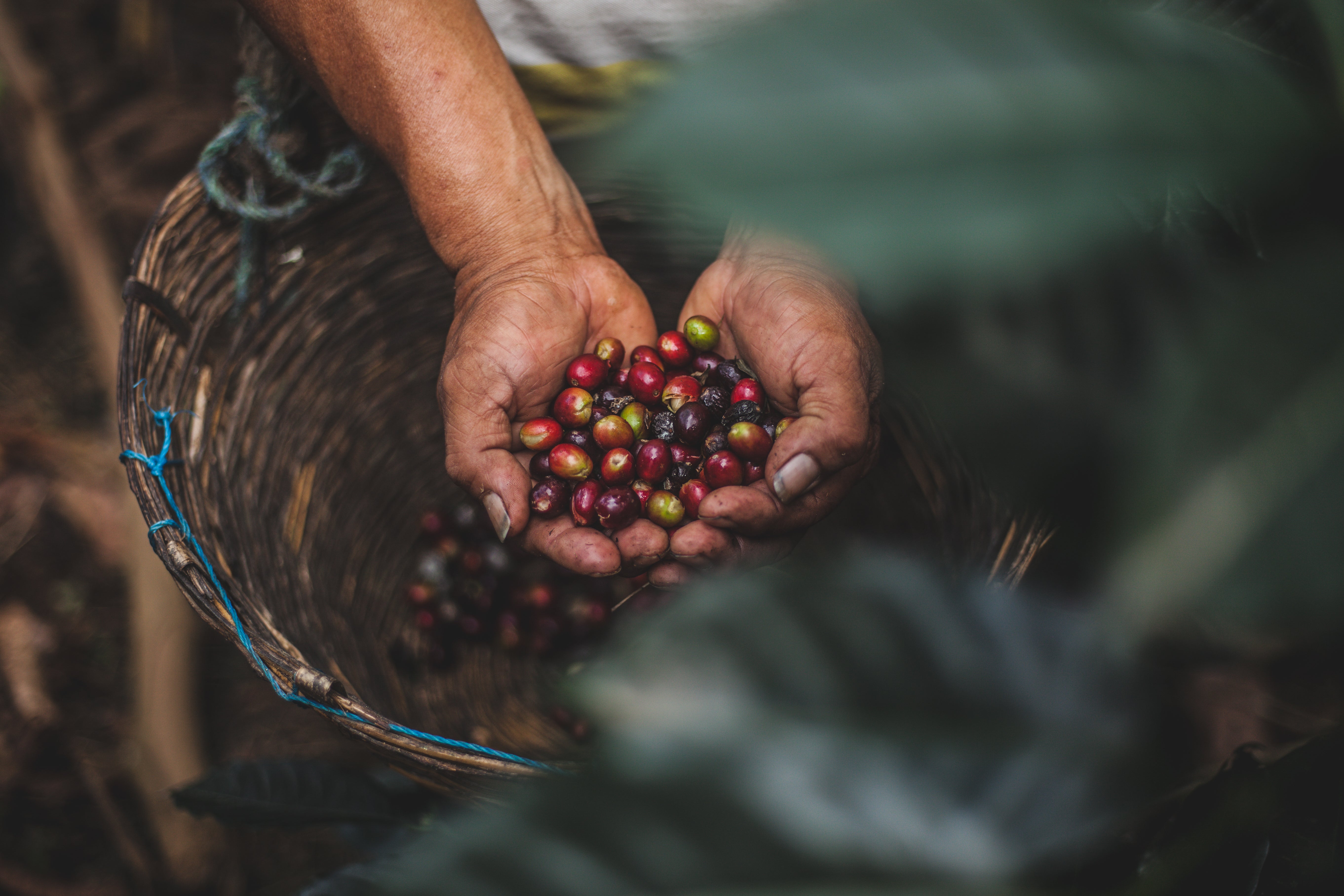 The Difference Between Coffee Blends and Single-Origin Coffee